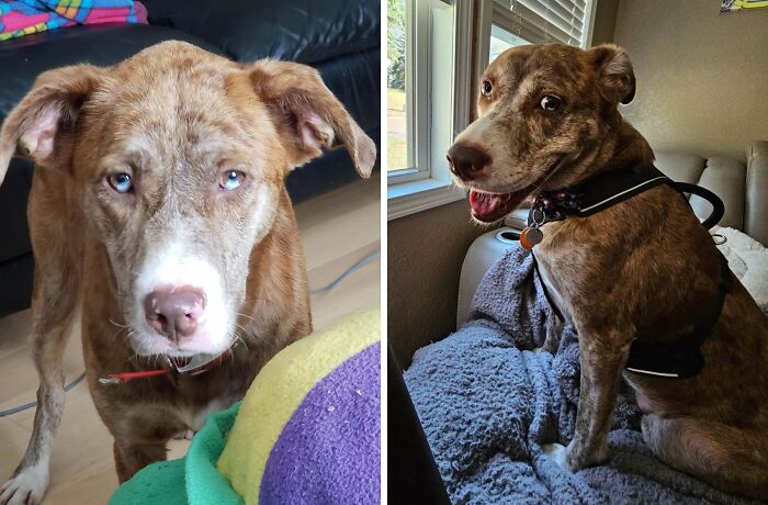 80 Heartwarming Before-And-After Pics Of Dogs Who Were Rescued At Their Worst (New Pics)