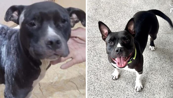 80 Heartwarming Before-And-After Pics Of Dogs Who Were Rescued At Their Worst (New Pics)