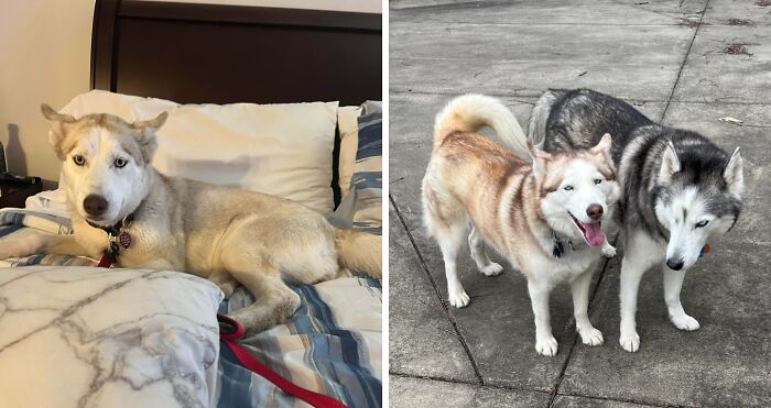 80 Heartwarming Before-And-After Pics Of Dogs Who Were Rescued At Their Worst (New Pics)