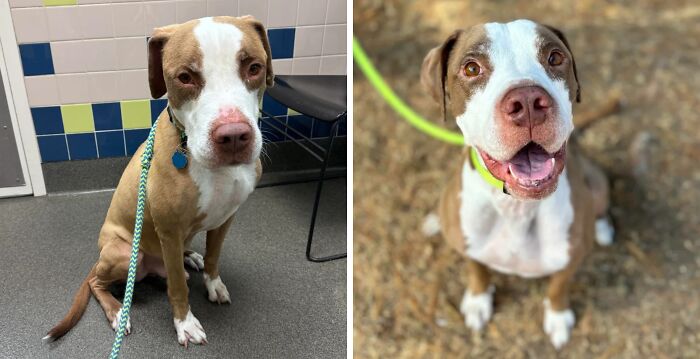 80 Heartwarming Before-And-After Pics Of Dogs Who Were Rescued At Their Worst (New Pics)