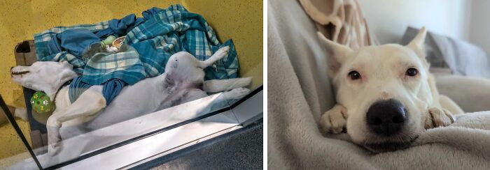 80 Heartwarming Before-And-After Pics Of Dogs Who Were Rescued At Their Worst (New Pics)