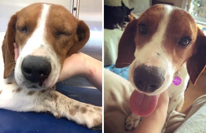 80 Heartwarming Before-And-After Pics Of Dogs Who Were Rescued At Their Worst (New Pics)