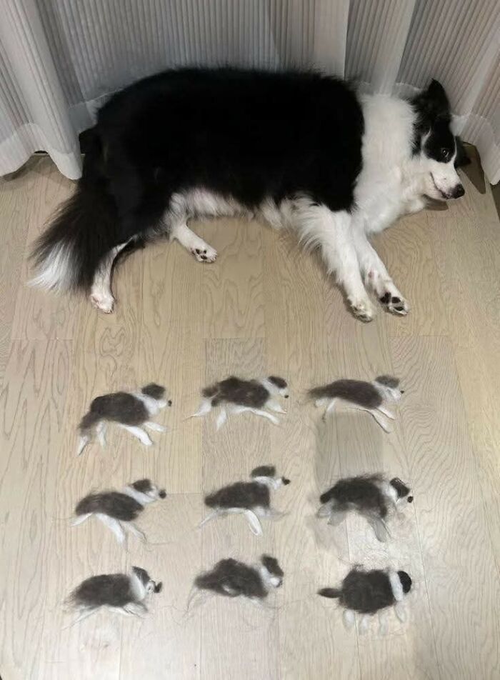 50 Of The Most Hilarious And Cute Dog-Themed ‘Important Animal Images’ To Brighten Your Day