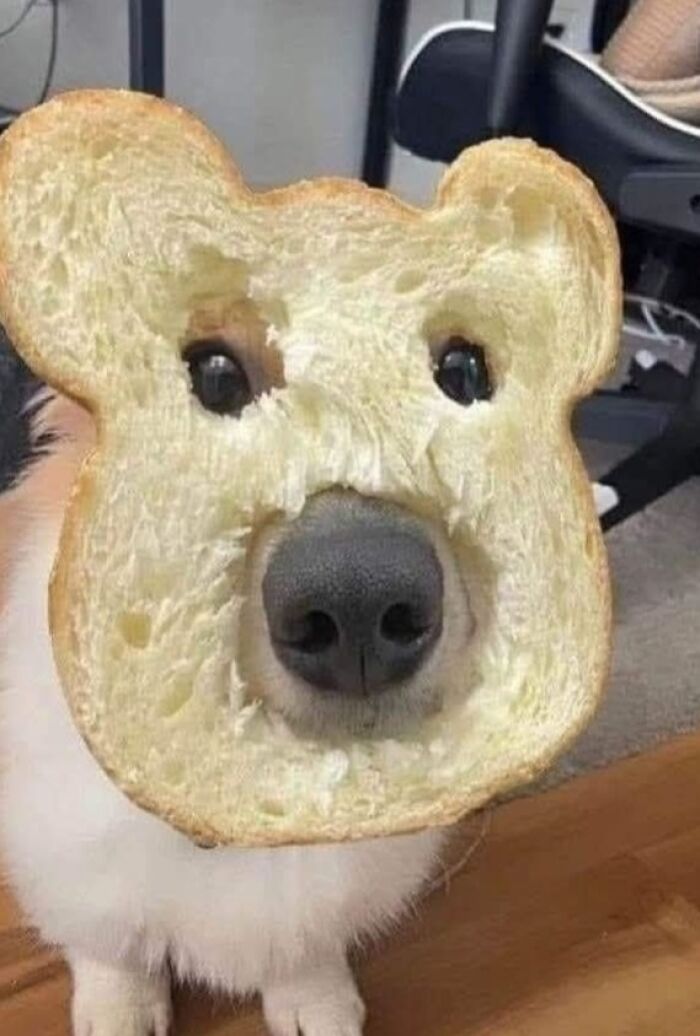 50 Of The Most Hilarious And Cute Dog-Themed ‘Important Animal Images’ To Brighten Your Day