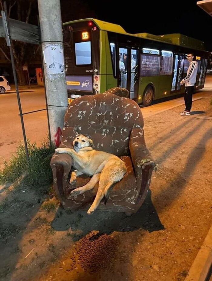 50 Of The Most Hilarious And Cute Dog-Themed ‘Important Animal Images’ To Brighten Your Day