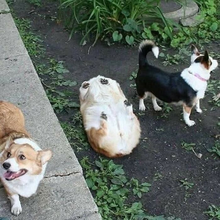 50 Of The Most Hilarious And Cute Dog-Themed ‘Important Animal Images’ To Brighten Your Day