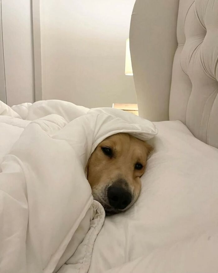 50 Of The Most Hilarious And Cute Dog-Themed ‘Important Animal Images’ To Brighten Your Day