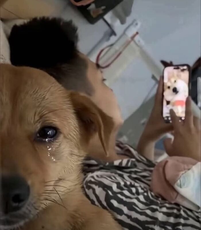 50 Of The Most Hilarious And Cute Dog-Themed ‘Important Animal Images’ To Brighten Your Day