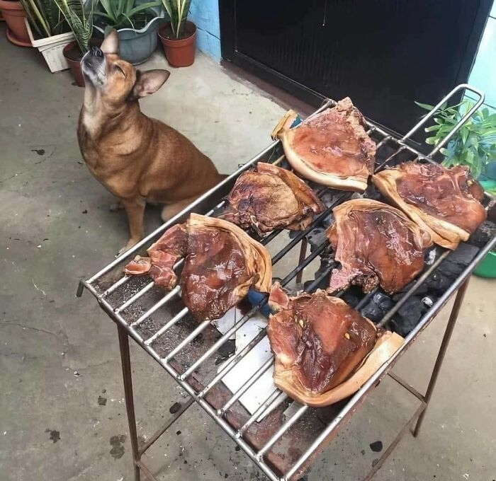 50 Of The Most Hilarious And Cute Dog-Themed ‘Important Animal Images’ To Brighten Your Day