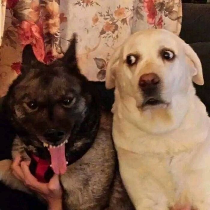 50 Of The Most Hilarious And Cute Dog-Themed ‘Important Animal Images’ To Brighten Your Day