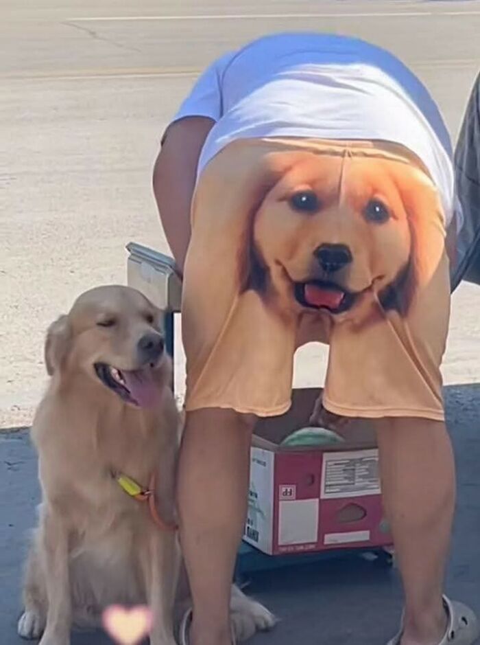 50 Of The Most Hilarious And Cute Dog-Themed ‘Important Animal Images’ To Brighten Your Day