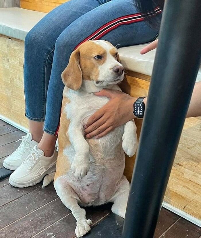 50 Of The Most Hilarious And Cute Dog-Themed ‘Important Animal Images’ To Brighten Your Day