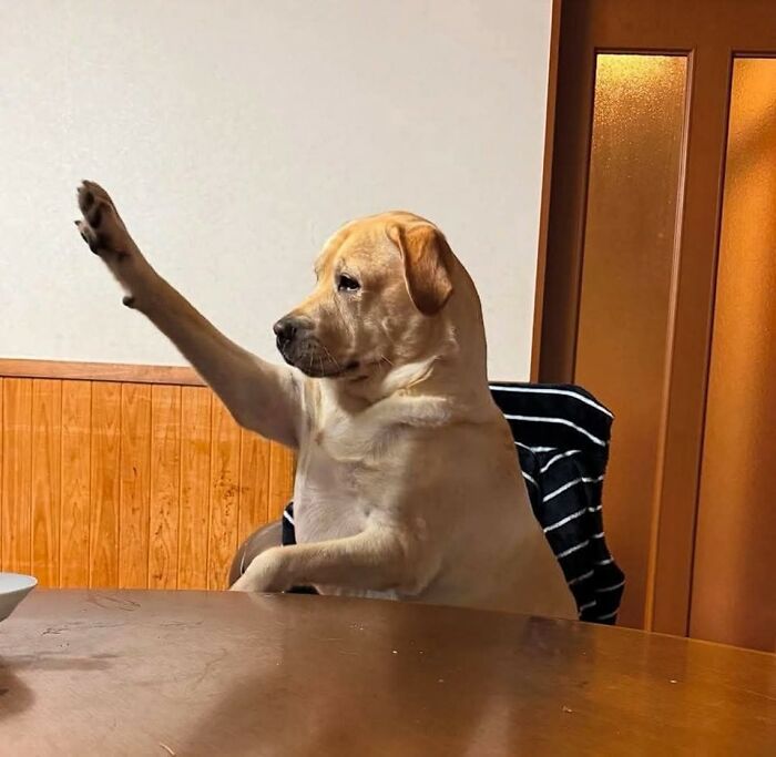 50 Of The Most Hilarious And Cute Dog-Themed ‘Important Animal Images’ To Brighten Your Day