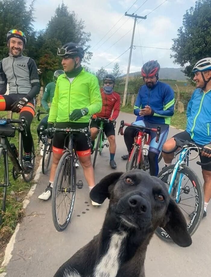 50 Of The Most Hilarious And Cute Dog-Themed ‘Important Animal Images’ To Brighten Your Day