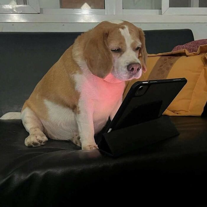 50 Of The Most Hilarious And Cute Dog-Themed ‘Important Animal Images’ To Brighten Your Day
