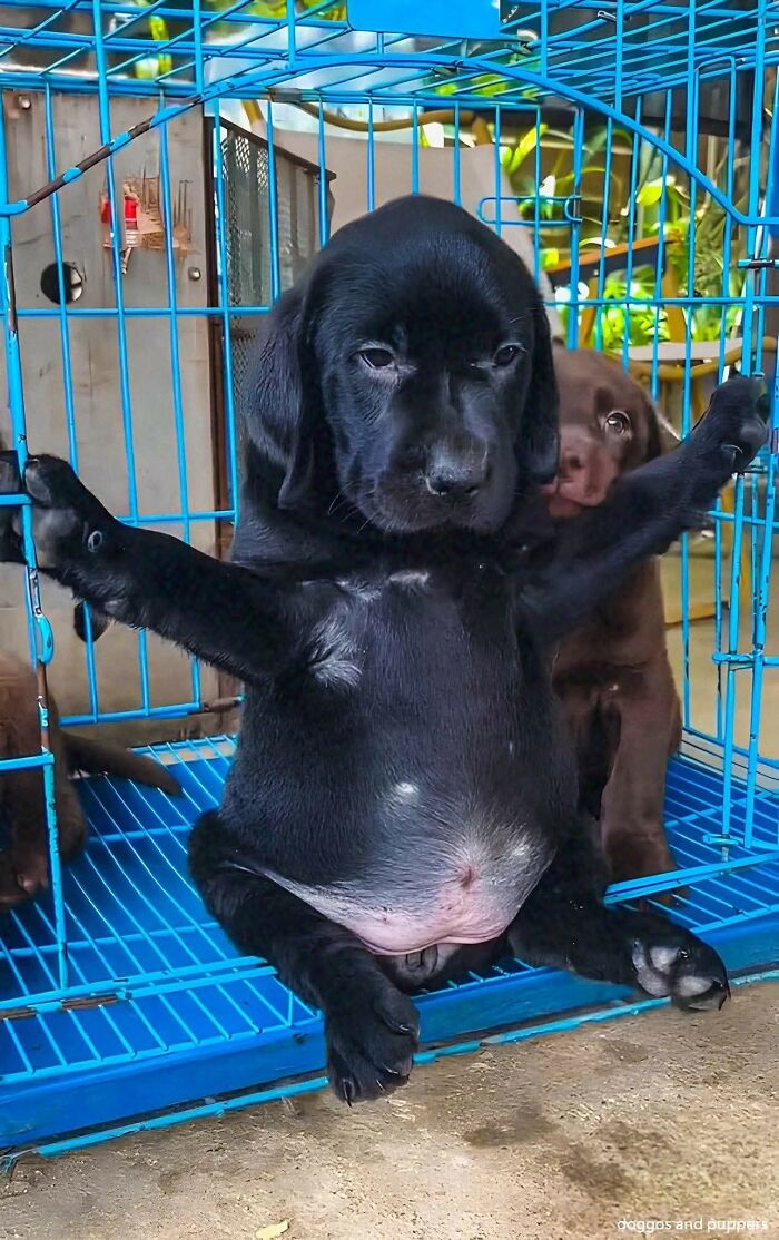 50 Of The Most Hilarious And Cute Dog-Themed ‘Important Animal Images’ To Brighten Your Day