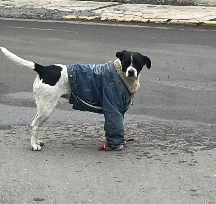 50 Of The Most Hilarious And Cute Dog-Themed ‘Important Animal Images’ To Brighten Your Day