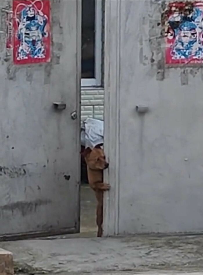 50 Of The Most Hilarious And Cute Dog-Themed ‘Important Animal Images’ To Brighten Your Day