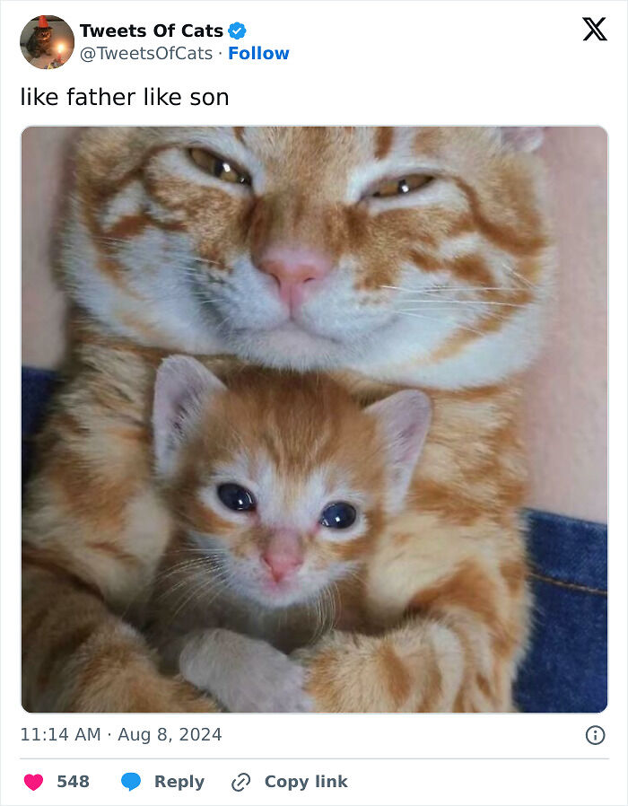 99 Quirky Cat Memes That Prove They’re Delightfully Odd Creatures