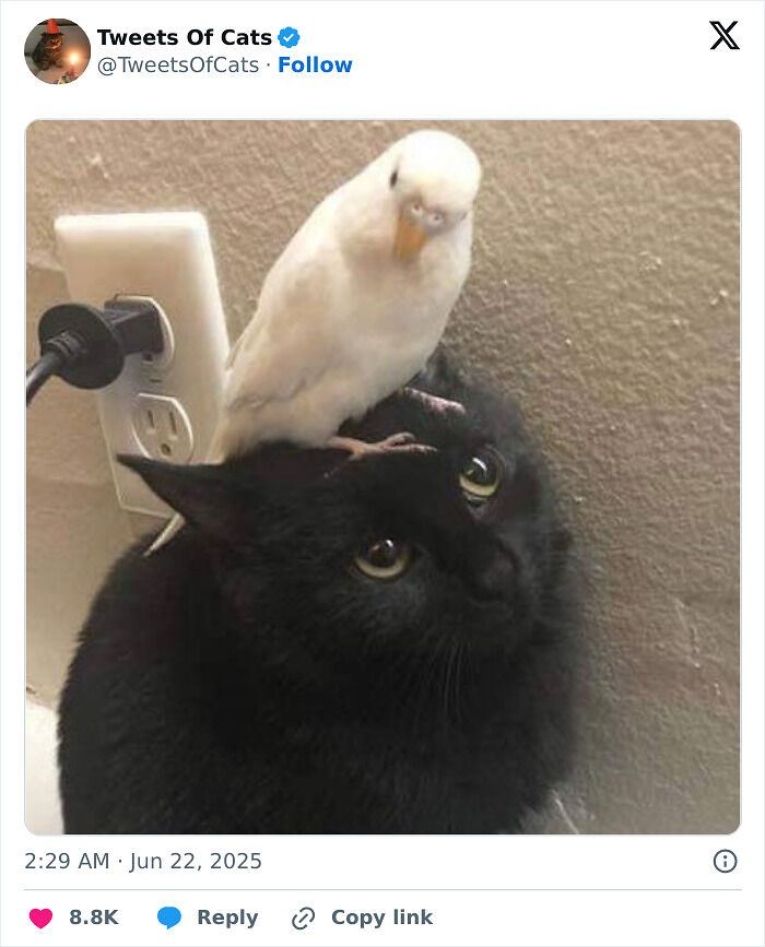 99 Quirky Cat Memes That Prove They’re Delightfully Odd Creatures