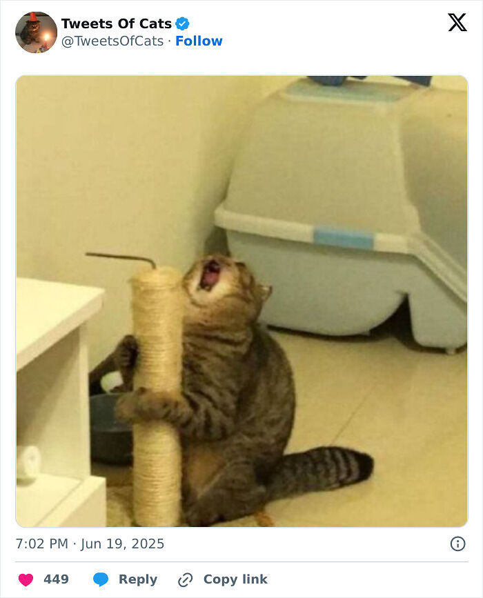 99 Quirky Cat Memes That Prove They’re Delightfully Odd Creatures