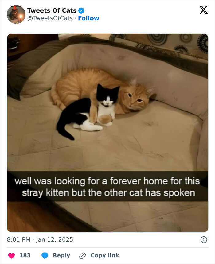 99 Quirky Cat Memes That Prove They’re Delightfully Odd Creatures