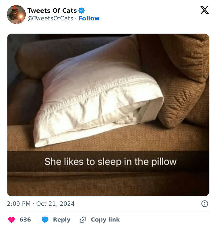 99 Quirky Cat Memes That Prove They’re Delightfully Odd Creatures