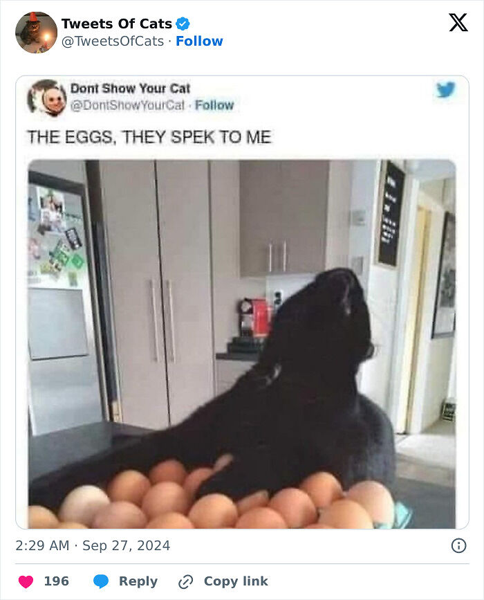 99 Quirky Cat Memes That Prove They’re Delightfully Odd Creatures