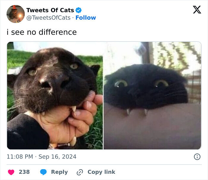 99 Quirky Cat Memes That Prove They’re Delightfully Odd Creatures