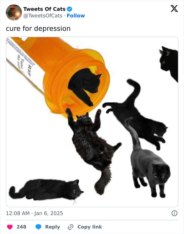 99 Quirky Cat Memes That Prove They’re Delightfully Odd Creatures