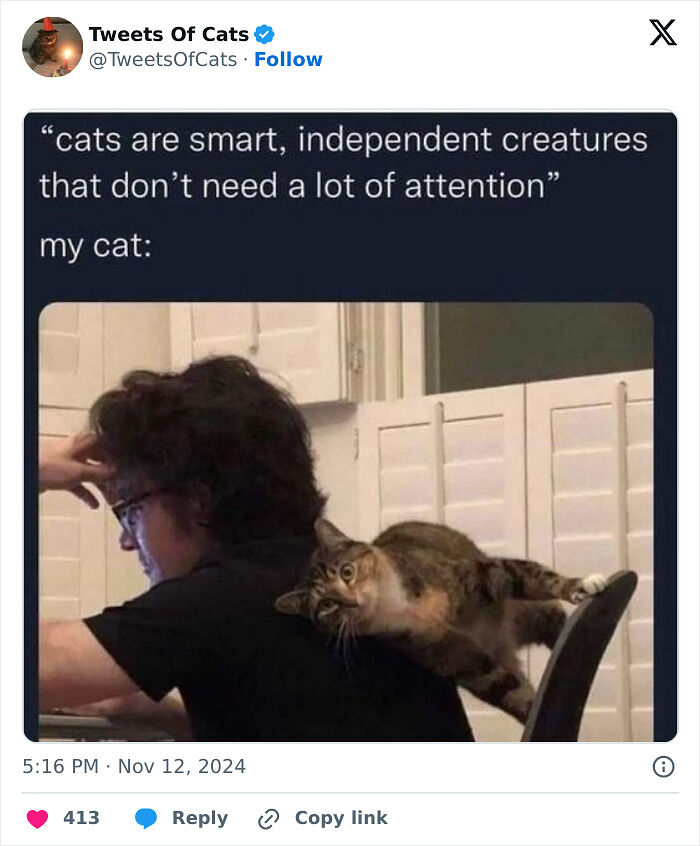 99 Quirky Cat Memes That Prove They’re Delightfully Odd Creatures