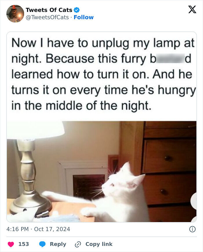 99 Quirky Cat Memes That Prove They’re Delightfully Odd Creatures