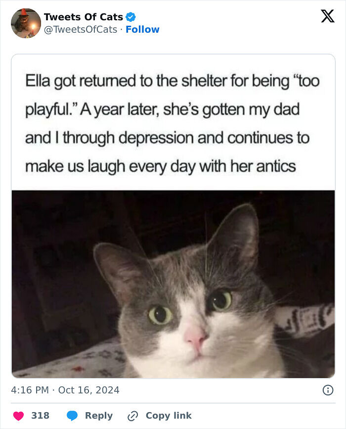 99 Quirky Cat Memes That Prove They’re Delightfully Odd Creatures
