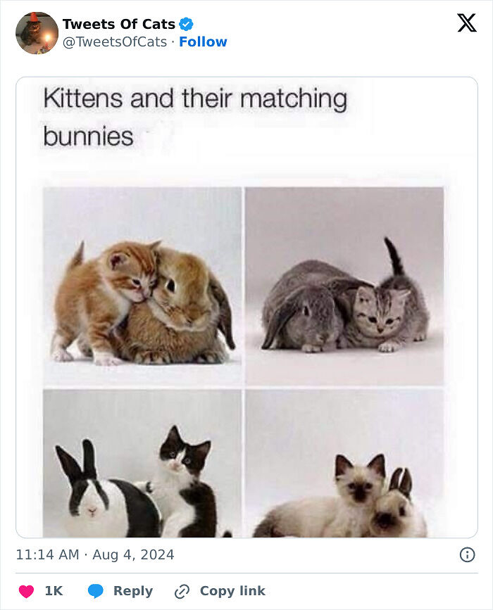 99 Quirky Cat Memes That Prove They’re Delightfully Odd Creatures