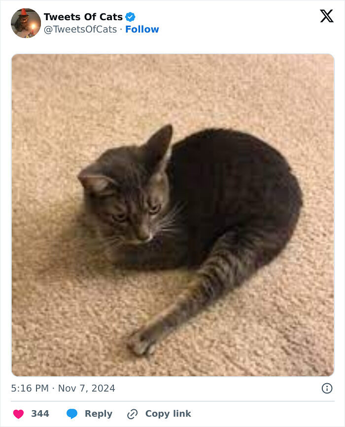 99 Quirky Cat Memes That Prove They’re Delightfully Odd Creatures