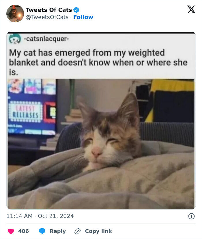 99 Quirky Cat Memes That Prove They’re Delightfully Odd Creatures