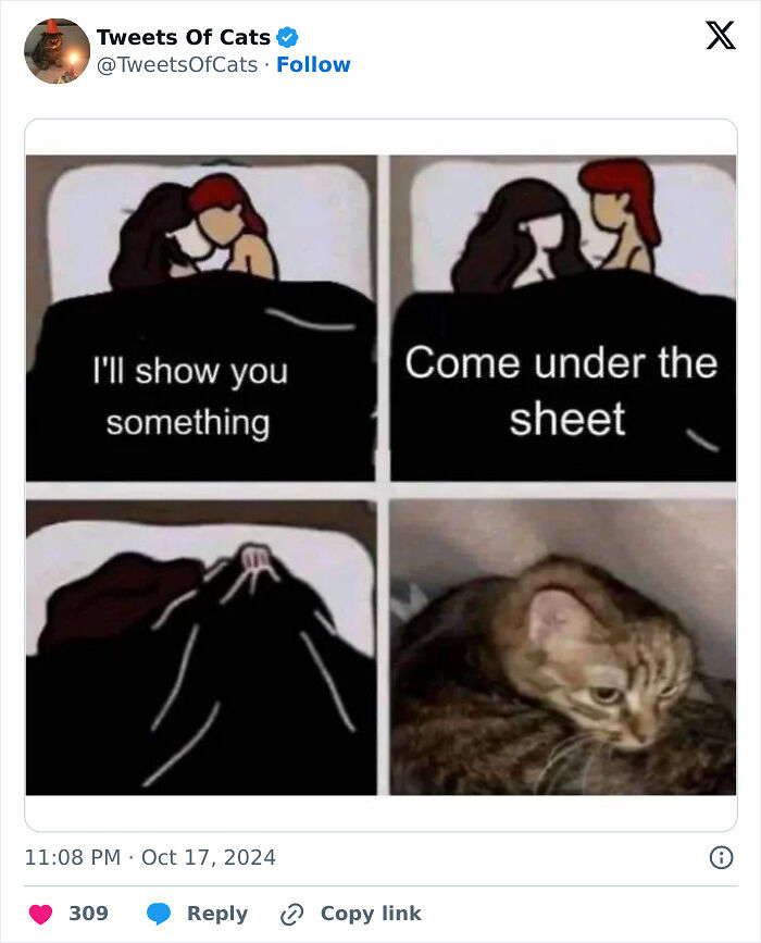 99 Quirky Cat Memes That Prove They’re Delightfully Odd Creatures
