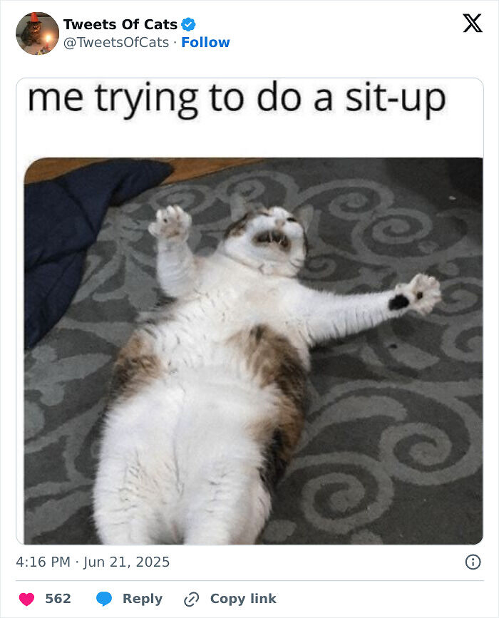 99 Quirky Cat Memes That Prove They’re Delightfully Odd Creatures