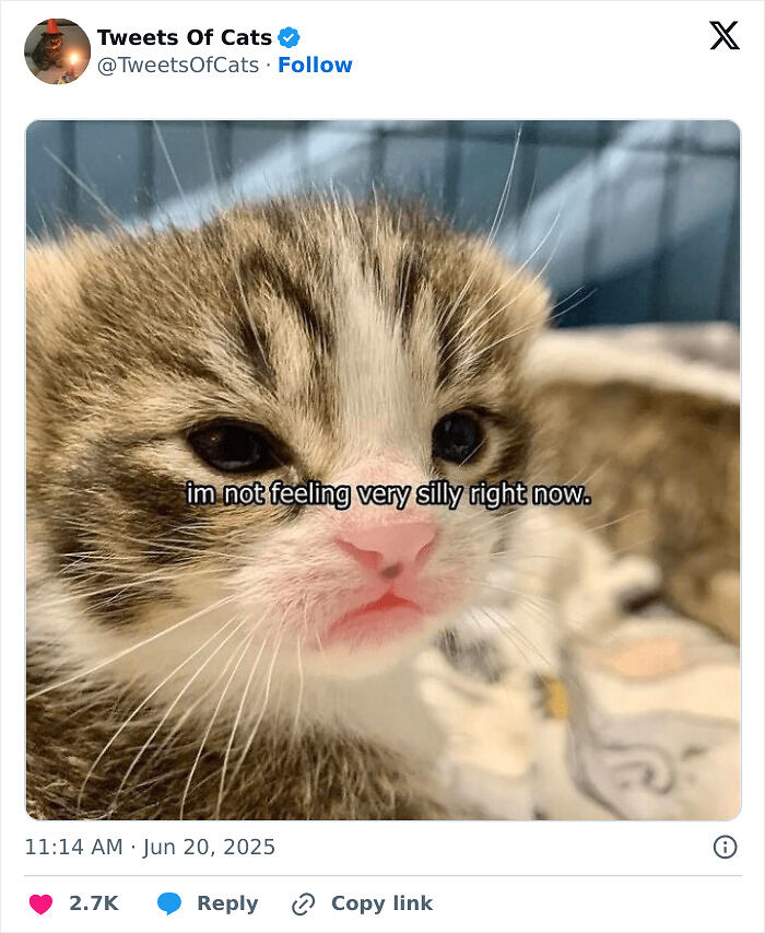 99 Quirky Cat Memes That Prove They’re Delightfully Odd Creatures