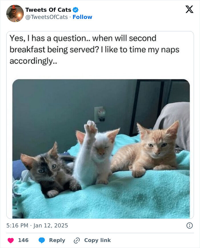 99 Quirky Cat Memes That Prove They’re Delightfully Odd Creatures