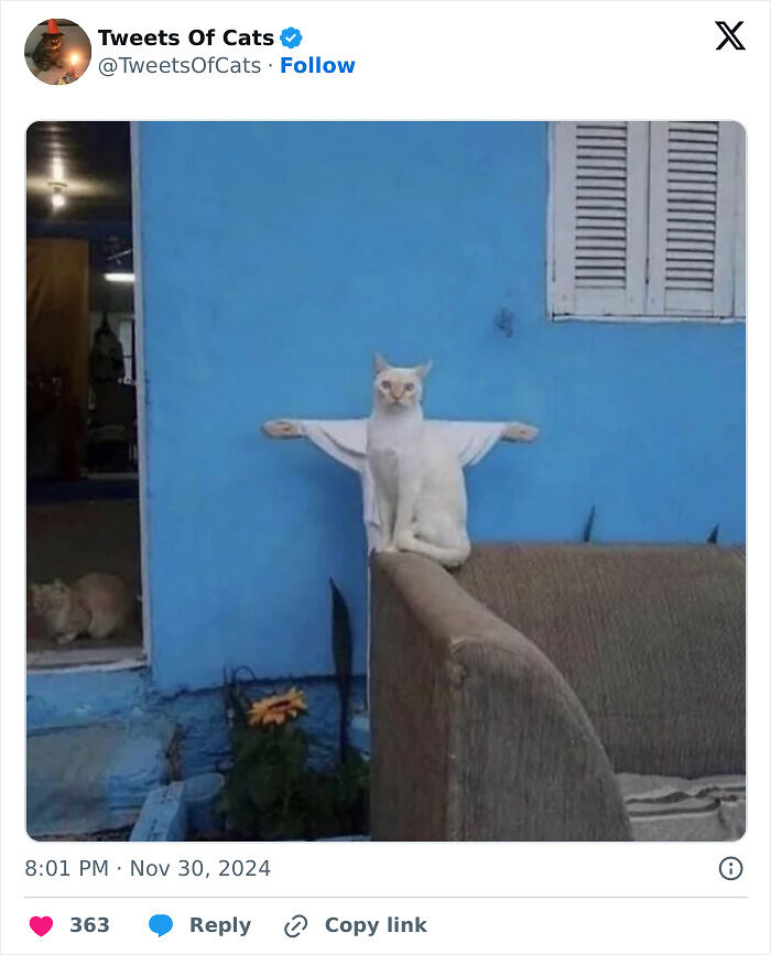 99 Quirky Cat Memes That Prove They’re Delightfully Odd Creatures