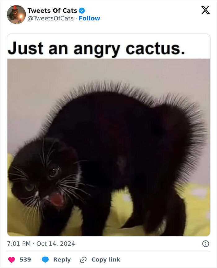 99 Quirky Cat Memes That Prove They’re Delightfully Odd Creatures