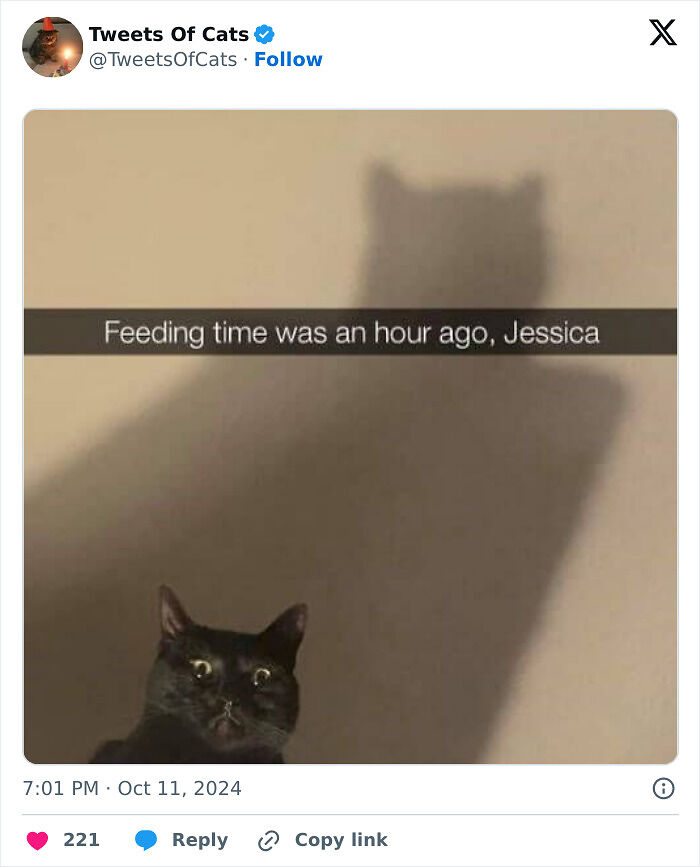 99 Quirky Cat Memes That Prove They’re Delightfully Odd Creatures