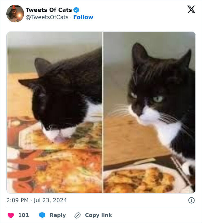 99 Quirky Cat Memes That Prove They’re Delightfully Odd Creatures