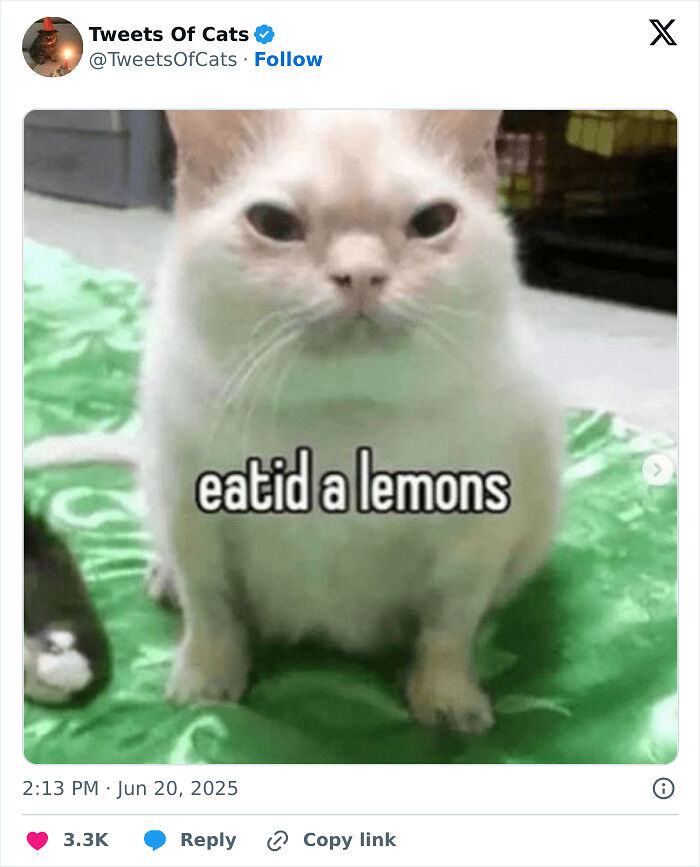 99 Quirky Cat Memes That Prove They’re Delightfully Odd Creatures