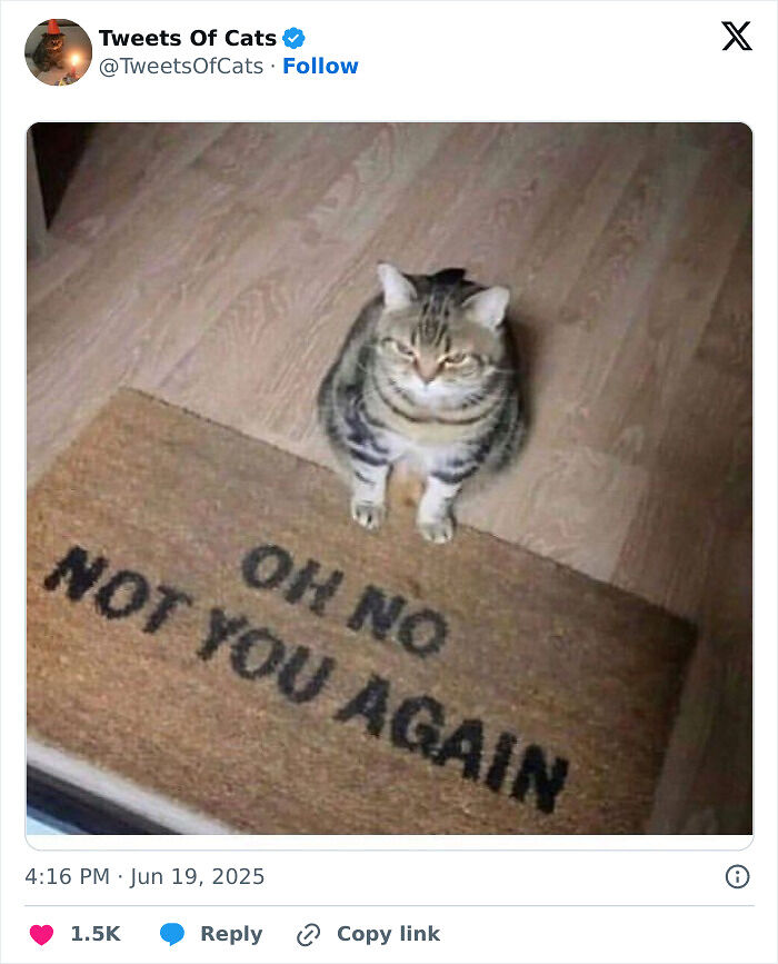 99 Quirky Cat Memes That Prove They’re Delightfully Odd Creatures