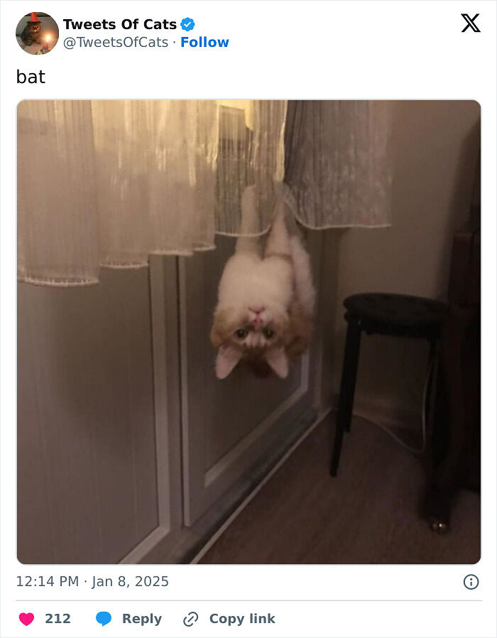 99 Quirky Cat Memes That Prove They’re Delightfully Odd Creatures