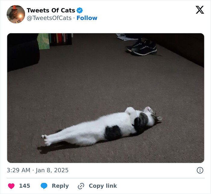 99 Quirky Cat Memes That Prove They’re Delightfully Odd Creatures