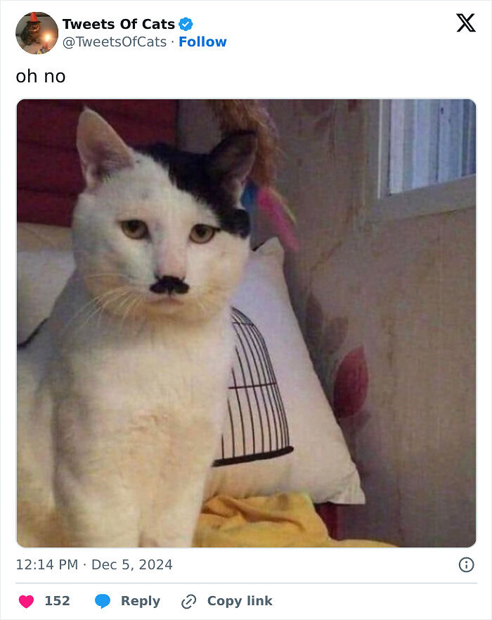 99 Quirky Cat Memes That Prove They’re Delightfully Odd Creatures