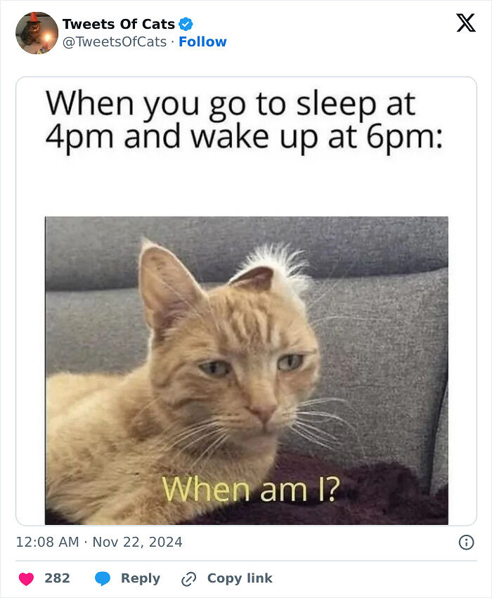 99 Quirky Cat Memes That Prove They’re Delightfully Odd Creatures